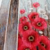 Taschen - Panel - Klatschmohn
